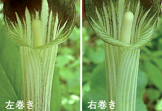左巻きと右巻きの比較画像