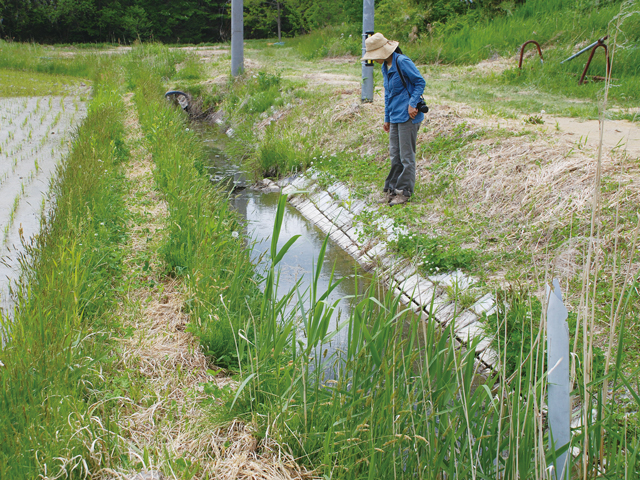 環境保全型の水路の画像