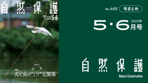 会報『自然保護』No.605　2025年5・6月号　特集：花と虫の“ミツ”な関係