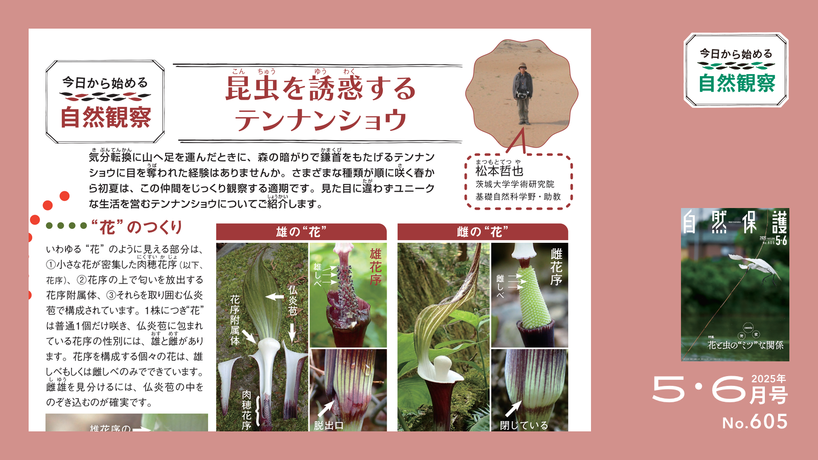 配布資料】今日から始める自然観察「虫を誘惑するテンナンショウ