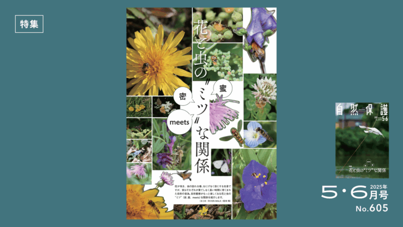 特集記事タイトル画像