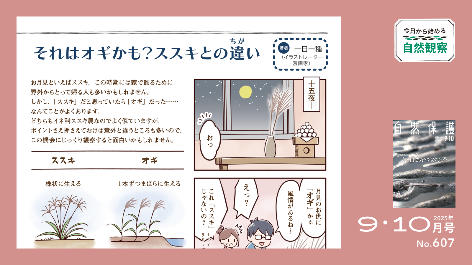 配布資料】今日から始める自然観察「それはオギかも？ススキとの違い