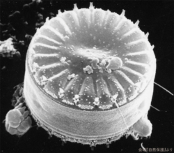 植物プランクトンの画像