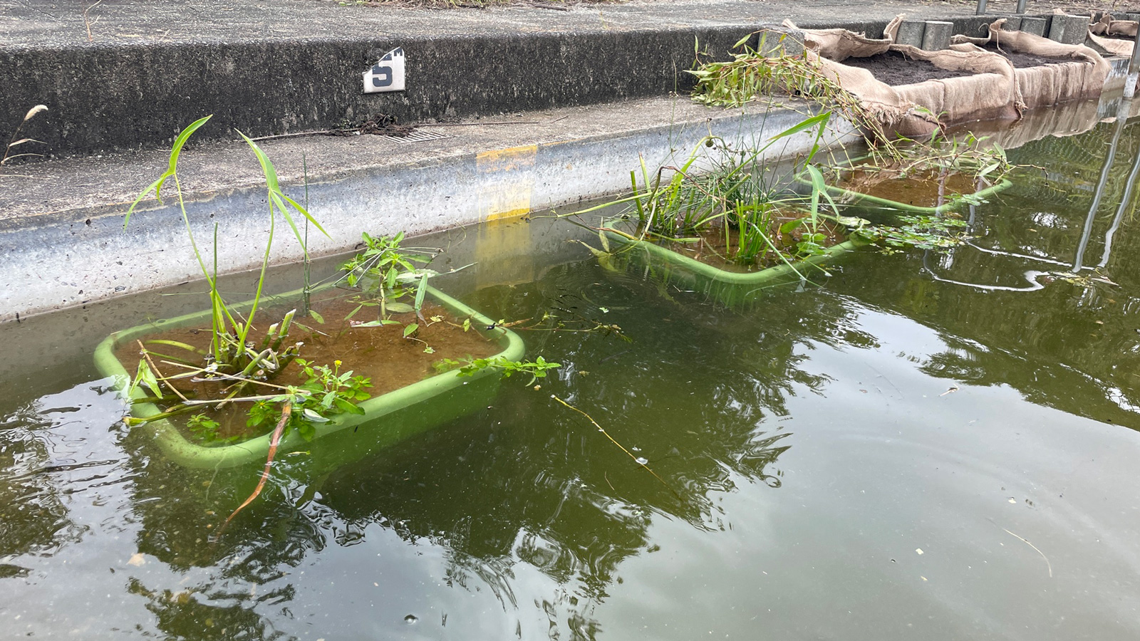 移植後のプールの風景