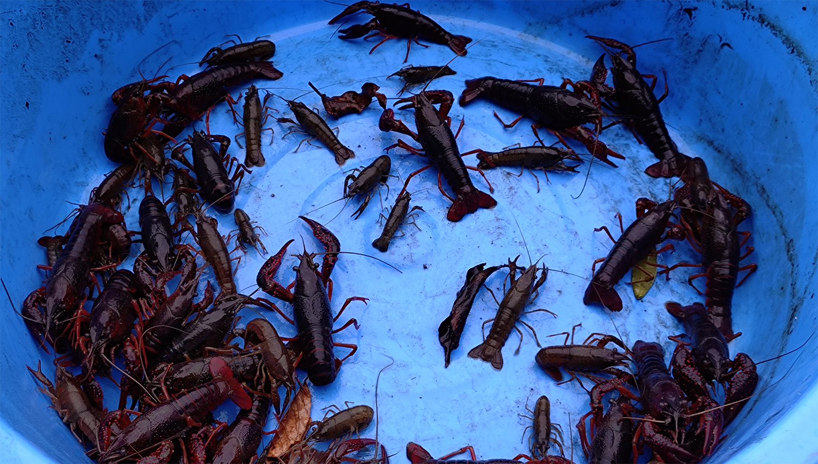 アメリカザリガニの写真