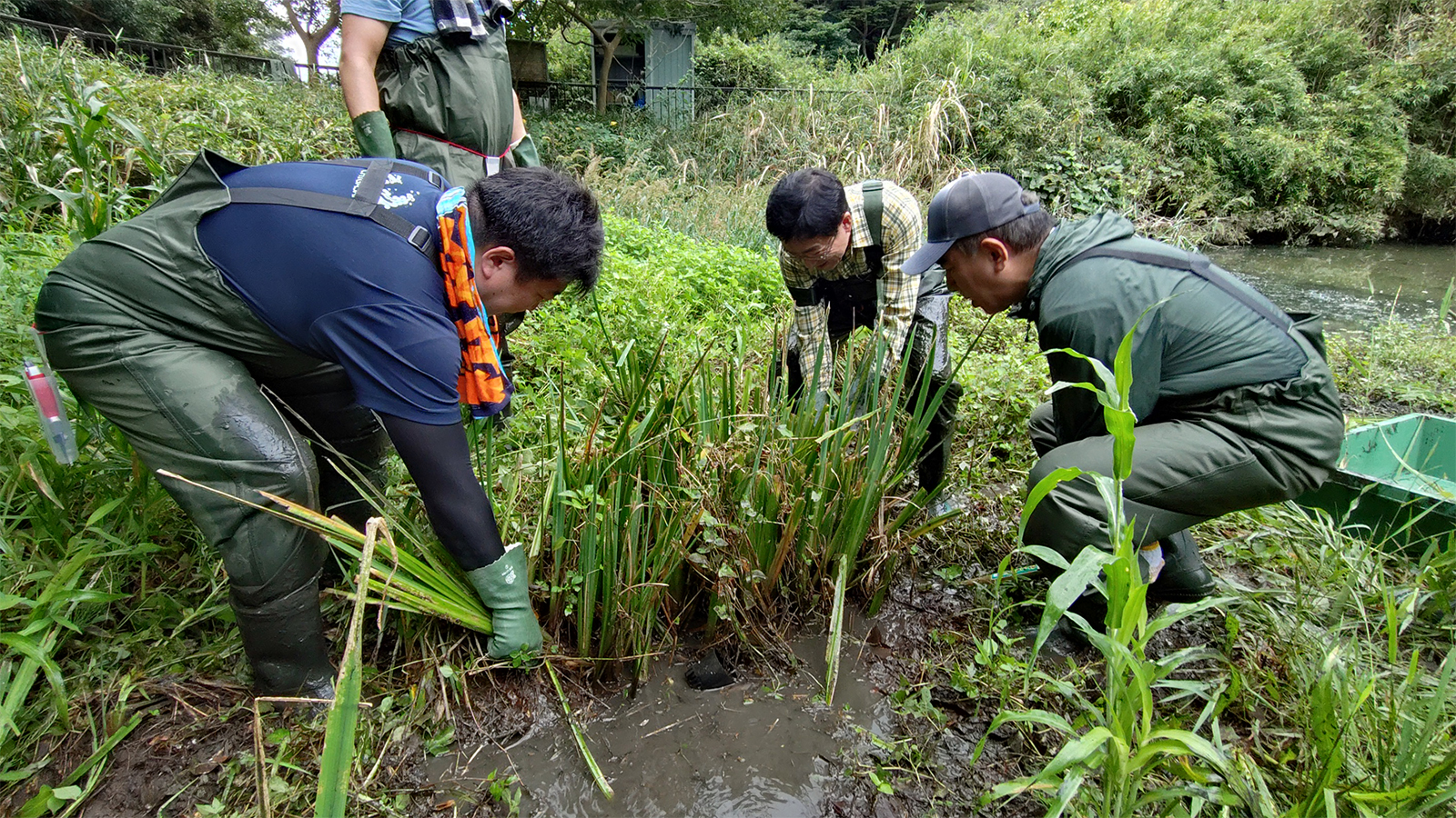 植物を抜き取る様子