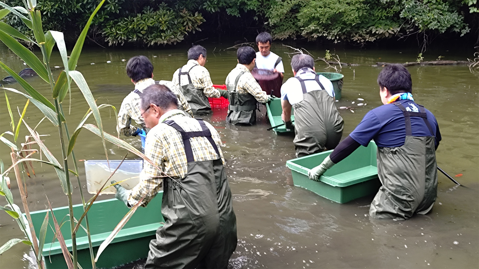 おおくす芦名堰の森」でアメリカザリガニなどの外来種を駆除する活動を