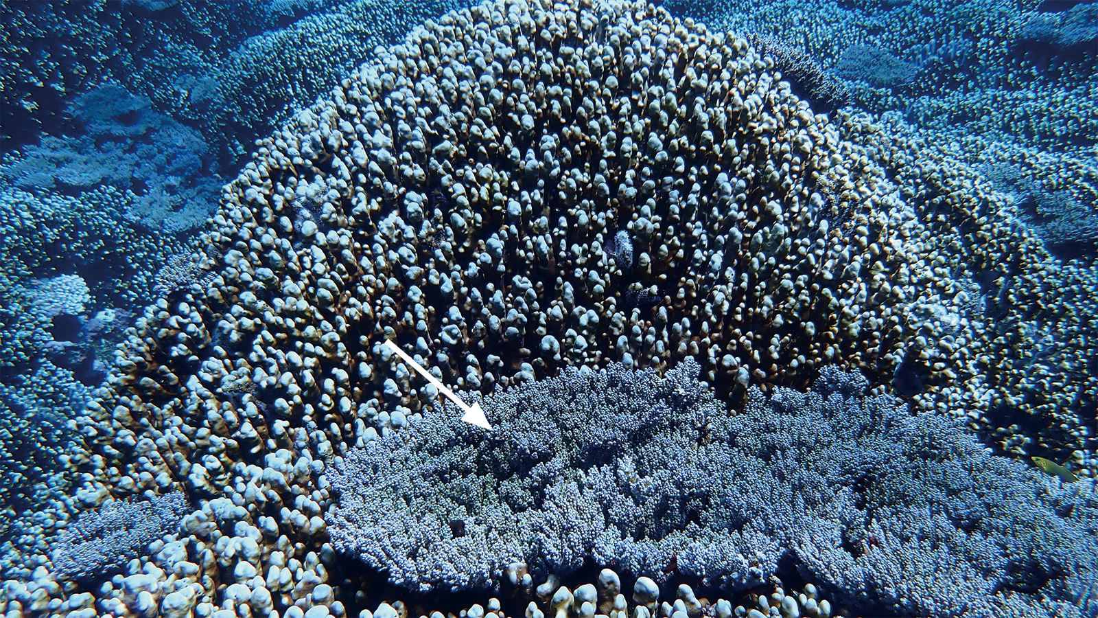 ハリエダミドリイシ群集の増加・変化するサンゴ礁 | 活動レポート