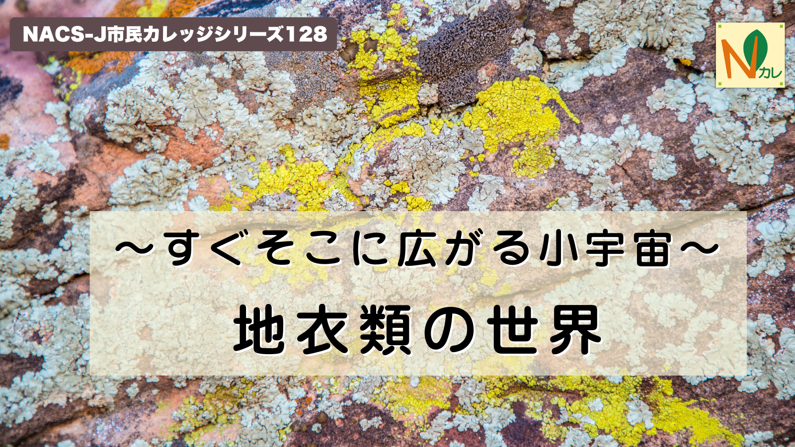 アーカイブ動画公開】Nカレ128「～すぐそこに広がる小宇宙～ 地衣類の