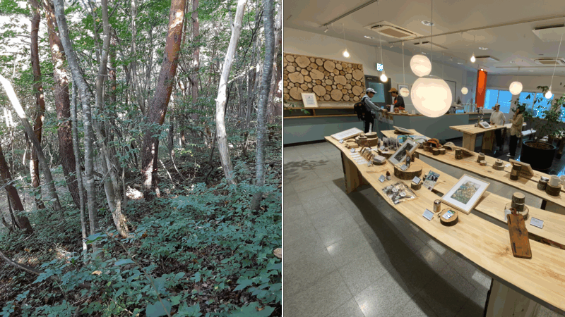 アカマツとイヌワシストアの画像