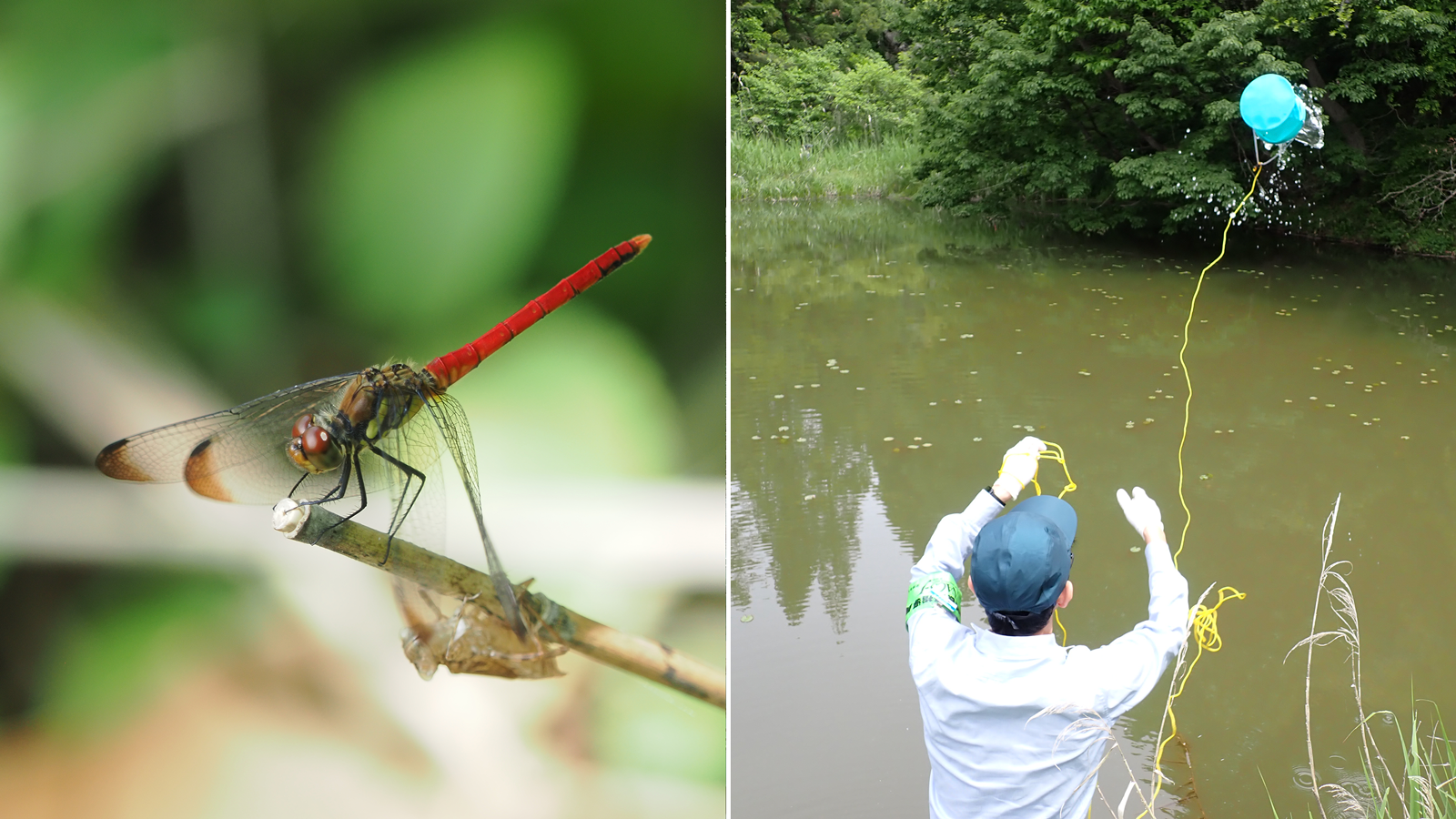 トンボと水質調査の画像
