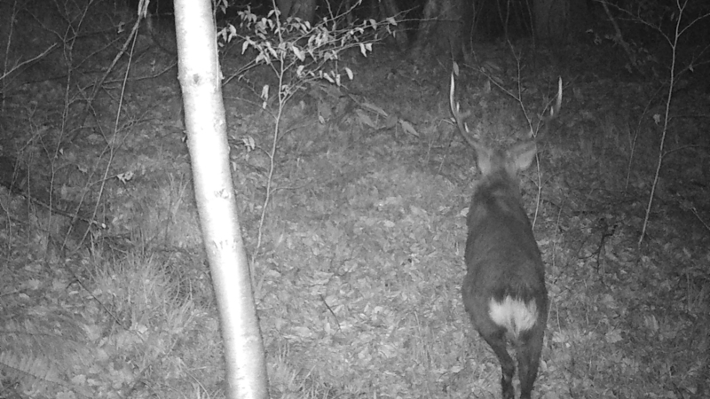 センサーカメラの白黒画像