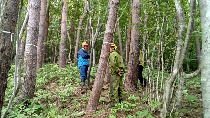 作業員とアカマツの画像