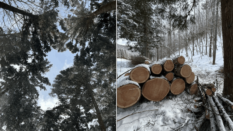 伐採した大木の画像