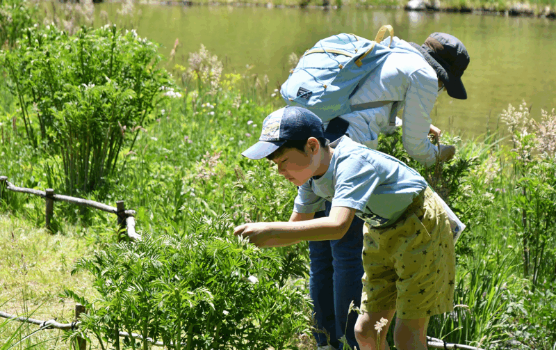 食草の植え付をする参加者の画像