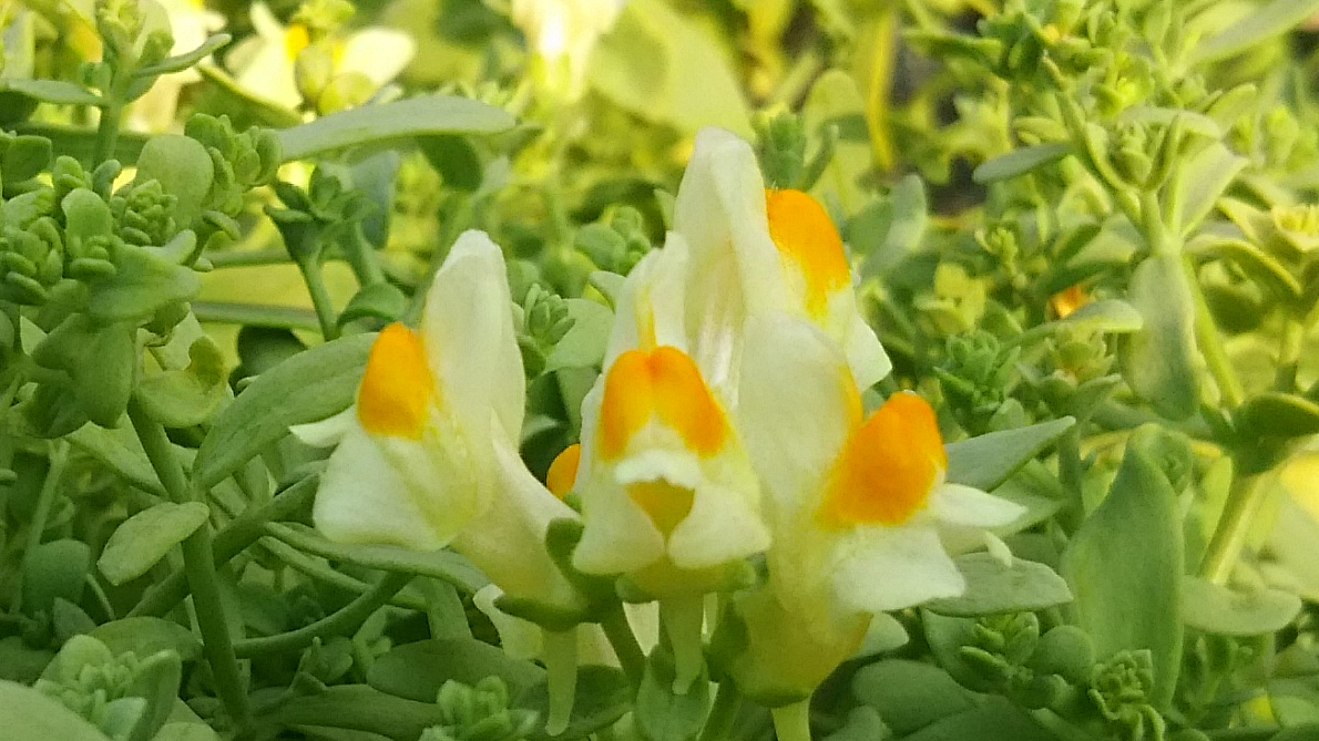 ウンランの写真