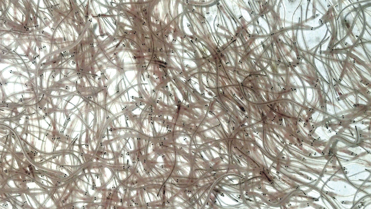 ウナギ稚魚の写真