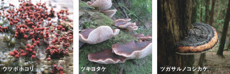 ウツボホコリ・ツキヨタケ・ツガサルノコシカケ