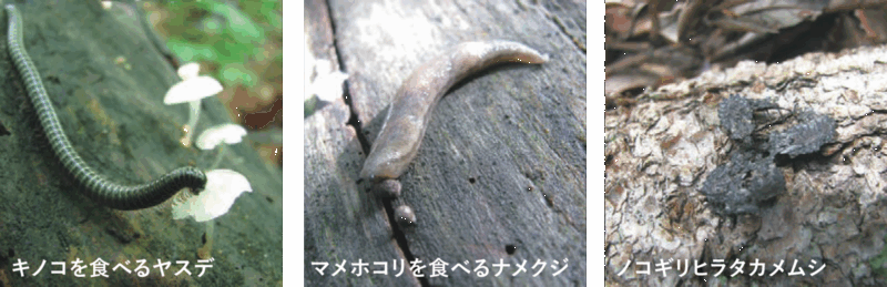 キノコを食べるヤスデ・マメホコリを食べるナメクジ・ノコギリヒラタカメムシ