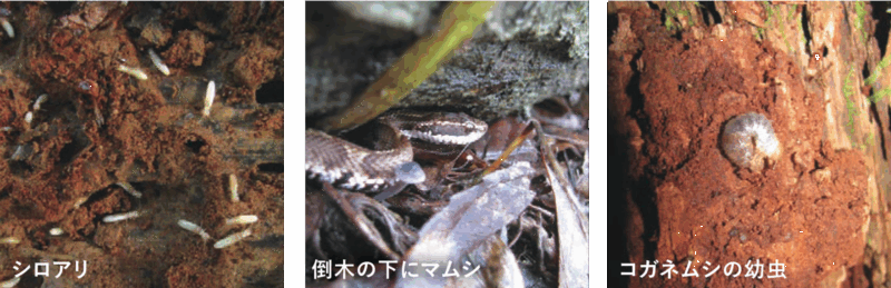 シロアリ・倒木の下にマムシ・コガネムシの幼虫
