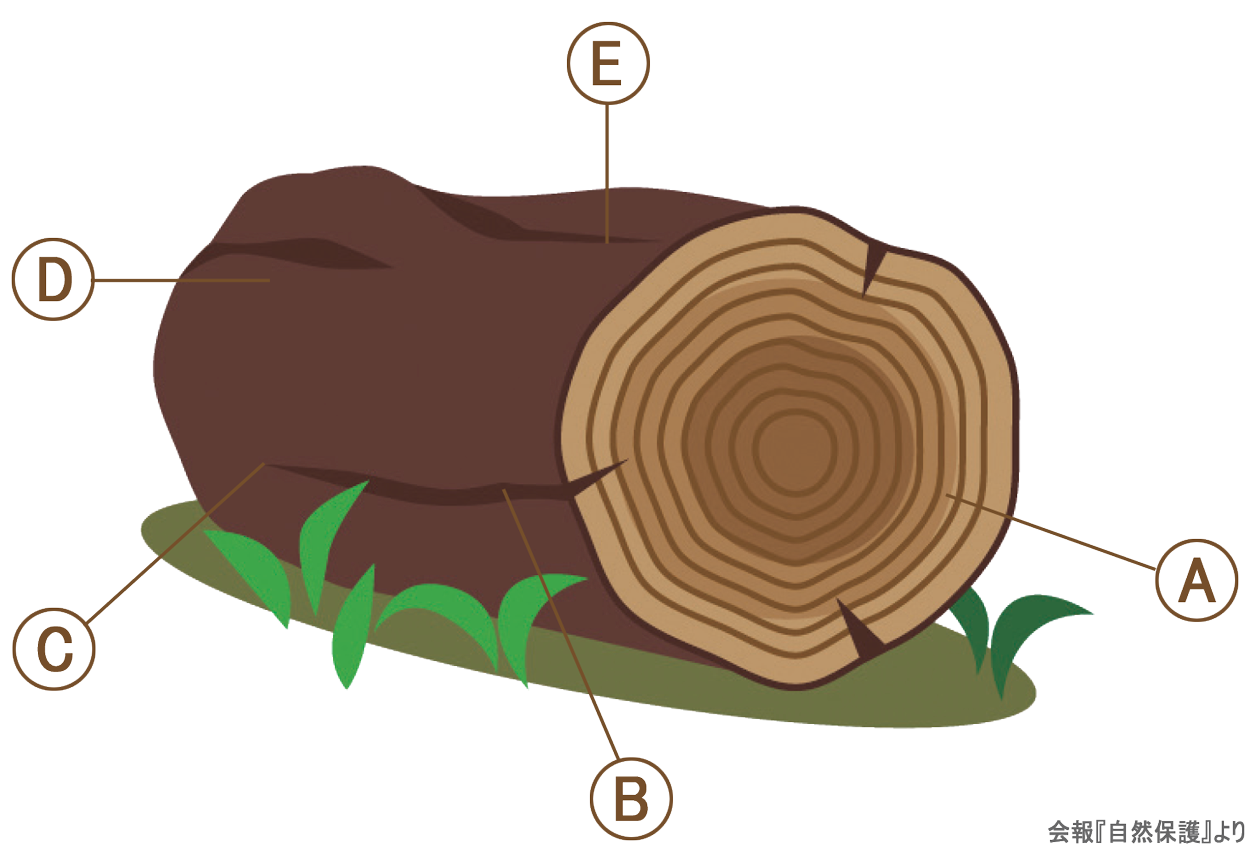 倒木のイラスト画像