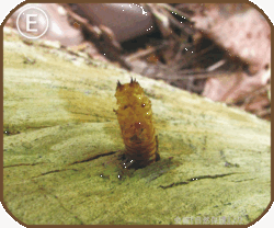 オオイシアブの抜け殻の画像