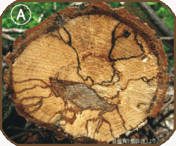 多種のキノコが生える倒木