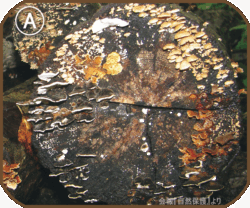 倒木の断面の画像