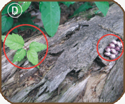 フンから発芽した葉っぱの画像