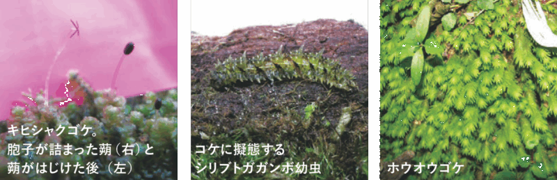 キヒシャクゴケ。胞子が詰まった蒴（右）と蒴がはじけた後（左）・コケに擬態するシリブトガガンボ幼虫・ホウオウゴケ