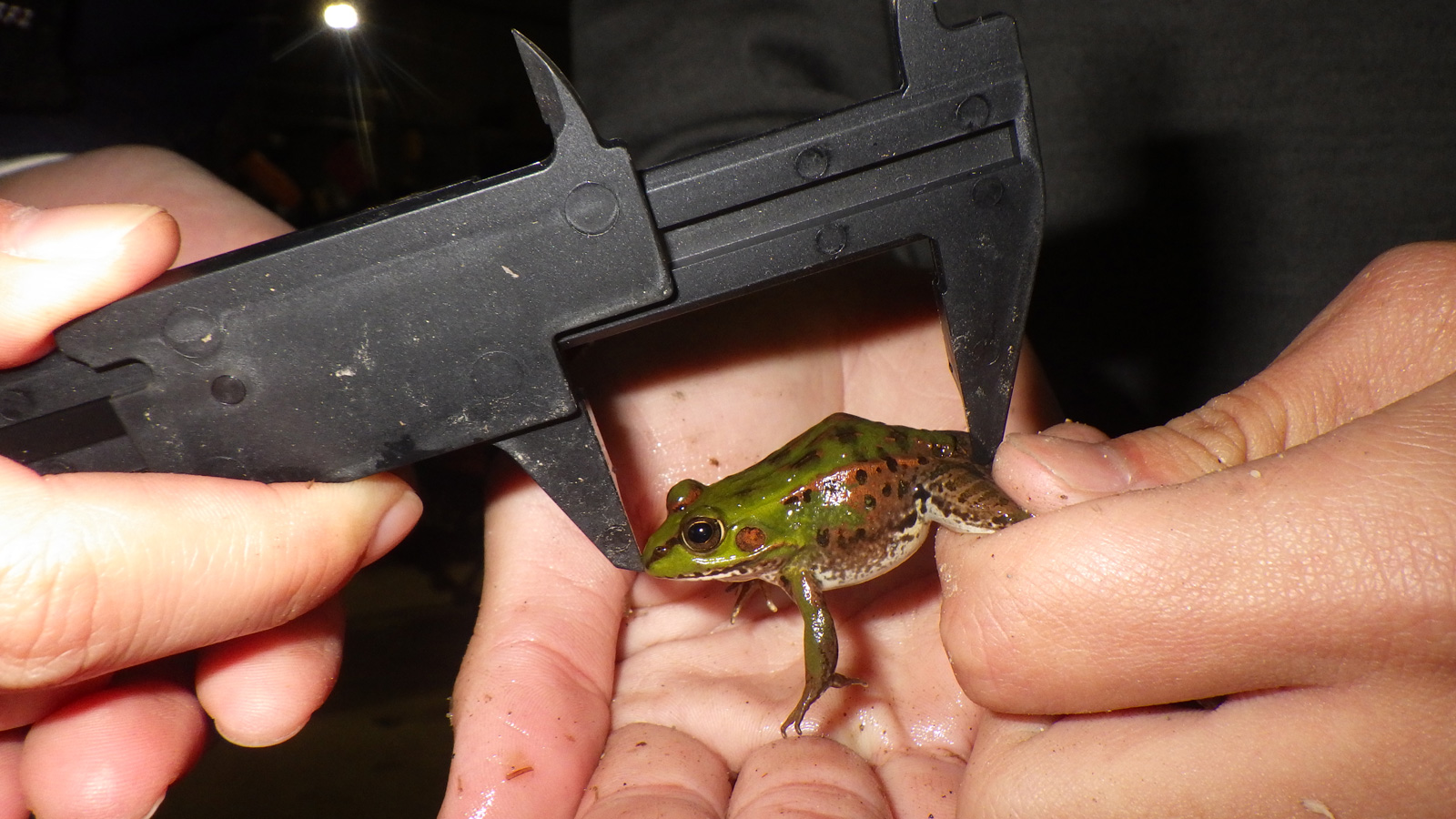 ナゴヤダルマガエルの画像