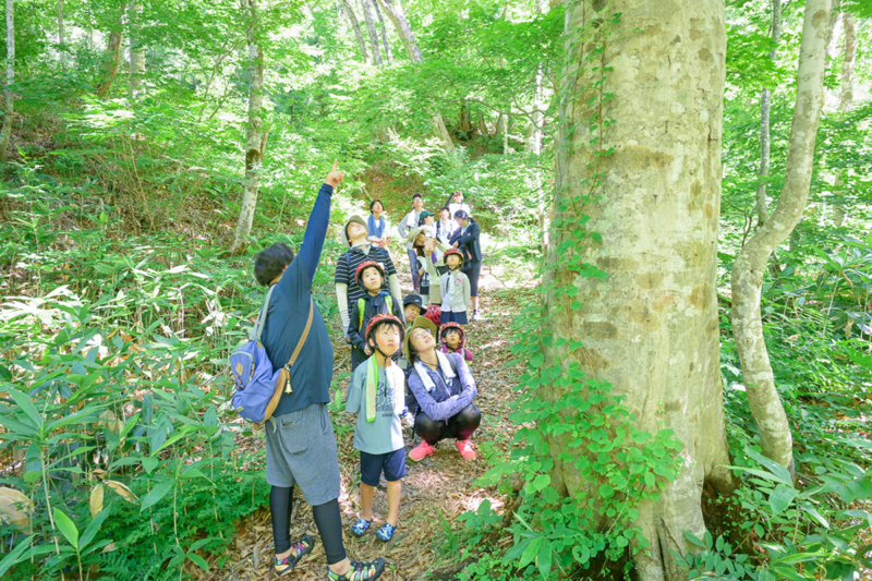 森を散策する子どもたちの写真