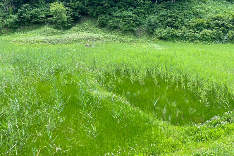 手入れされていない休耕田の写真