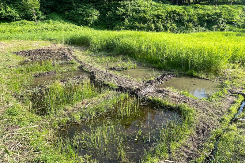 手入れをした休耕田の写真