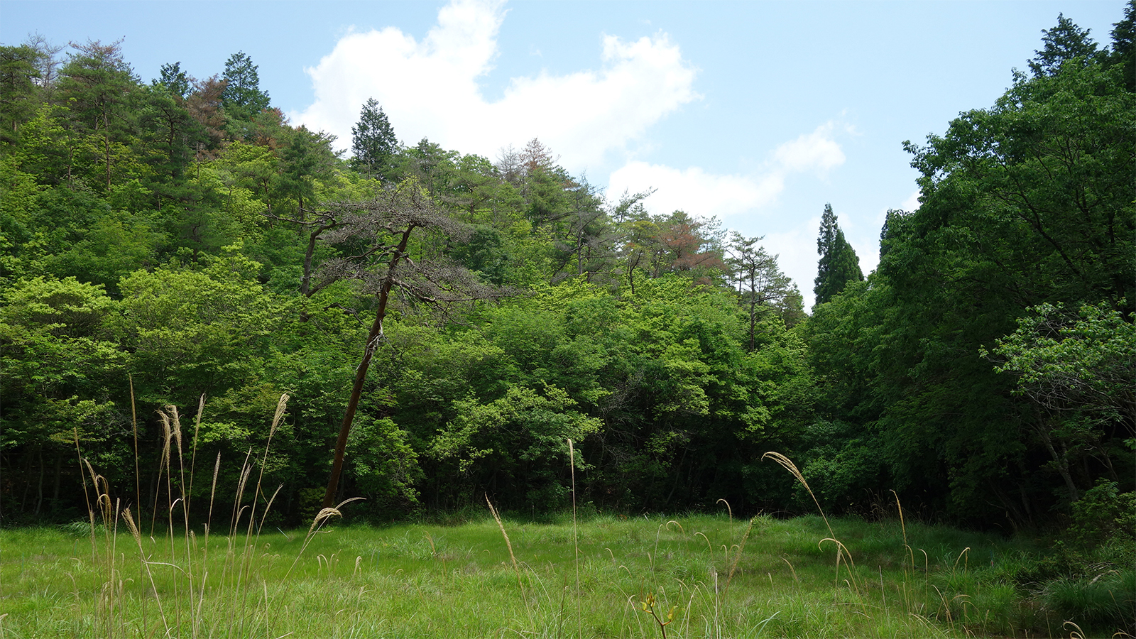 Nature Positive initiative launched in Nose Town, Osaka <br/>with