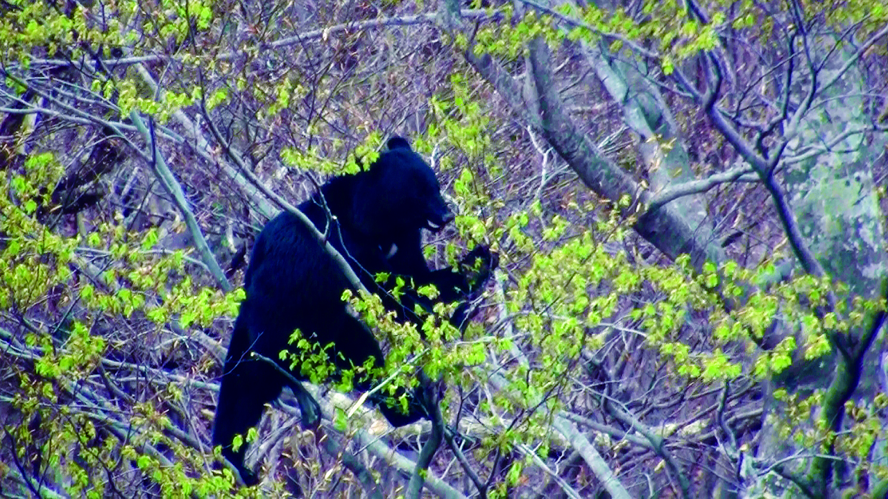 クマに対する現状認識と観察会における対策発表 | 活動レポート | 日本