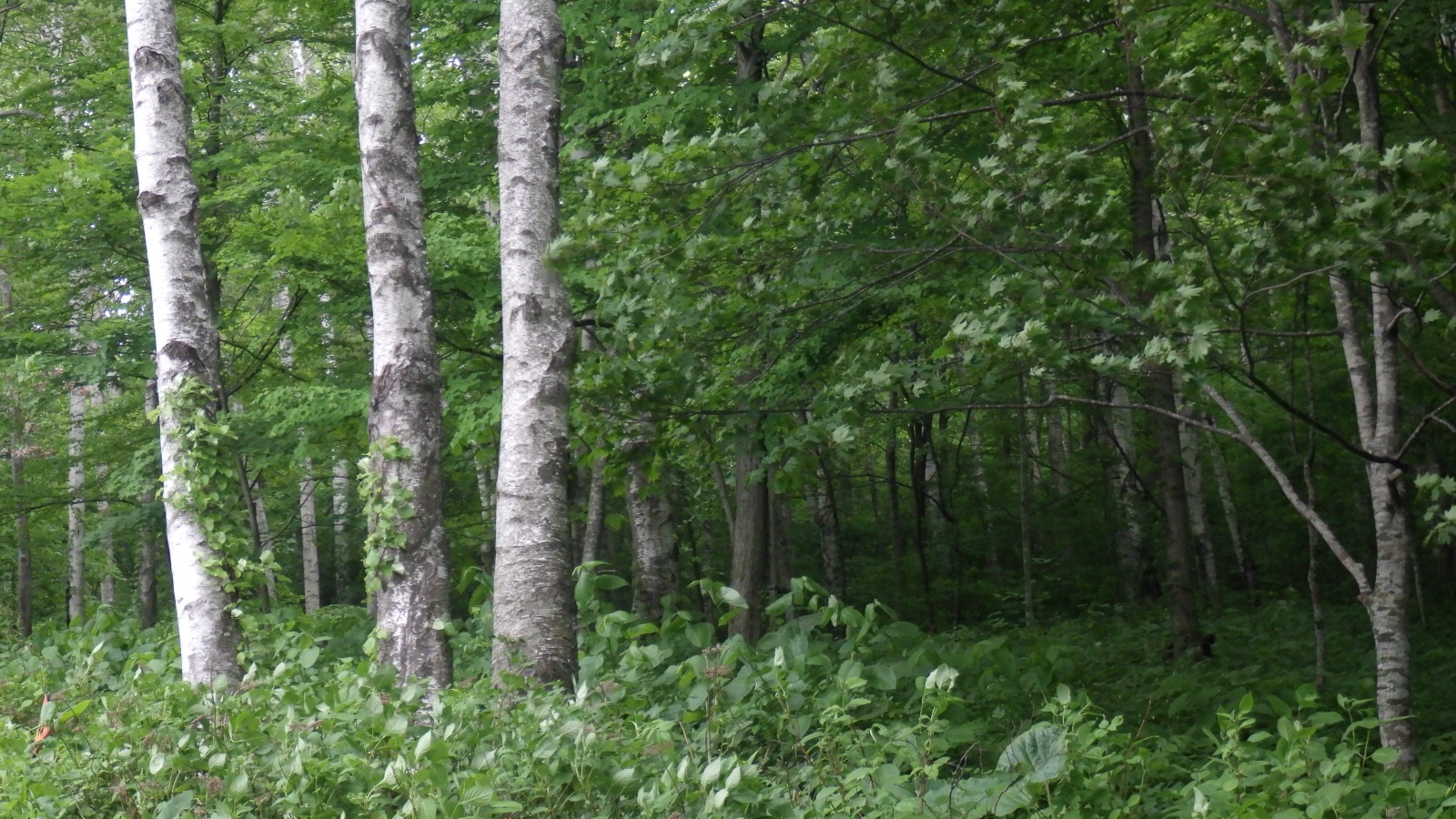 日本初！「南三陸イヌワシ野生復帰プロジェクト 実施計画書」を策定。国のイヌワシ保護増殖事業計画との適合認定を受ける。2026年6月頃のイヌワシ ...