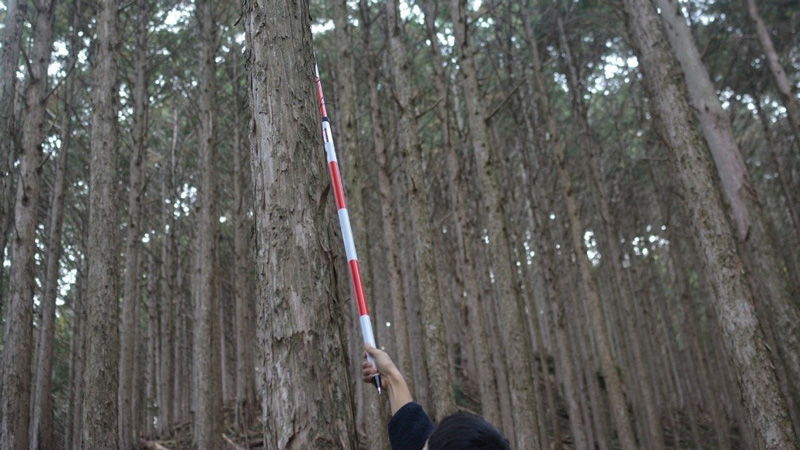 計測棒で樹高を推察している画像