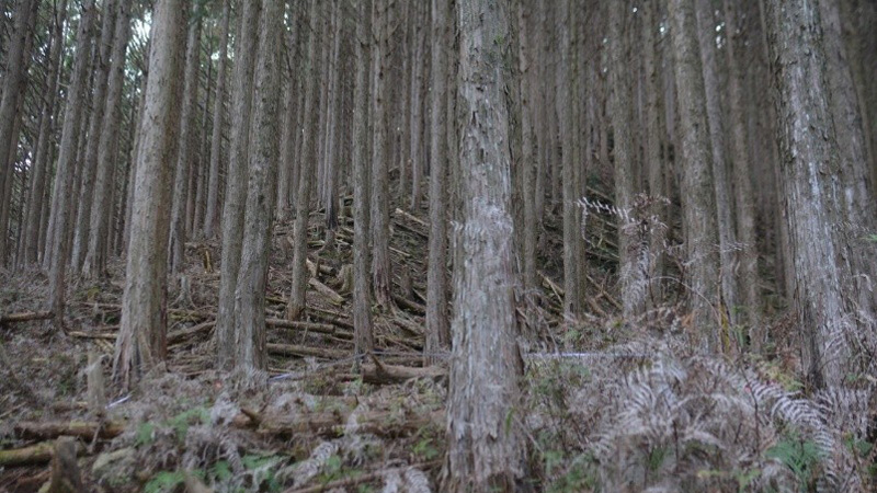 実験区域の森の画像