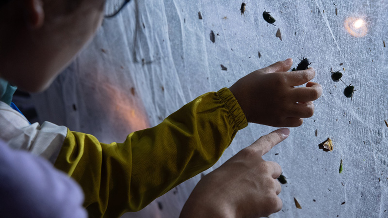 ライトトラップの虫を捕まえる子どもの画像