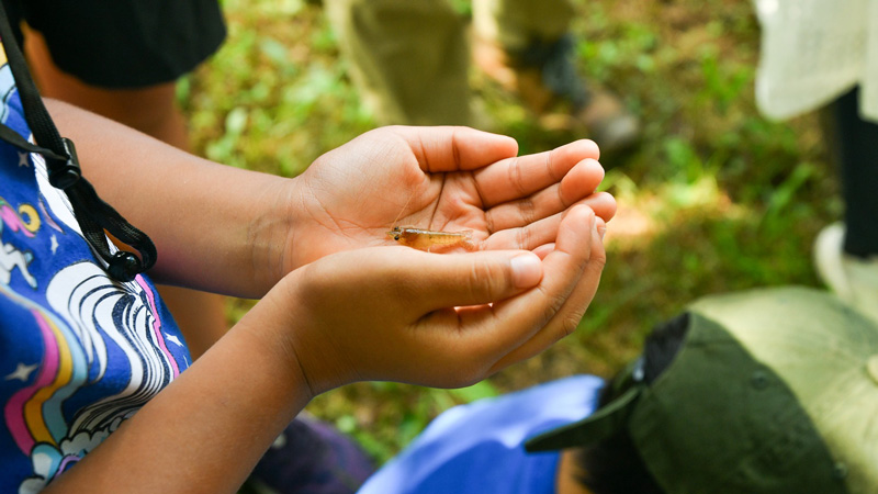 捕まえた小魚の画像
