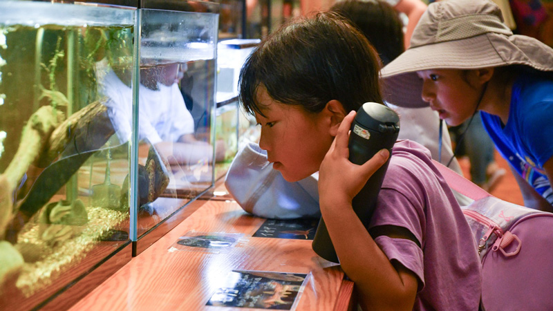 水槽を覗き込み子どもの画像