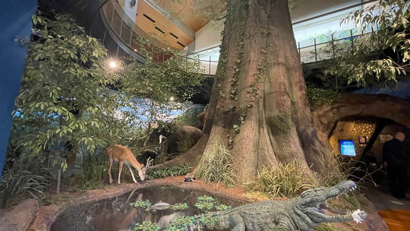 自然館の展示画像