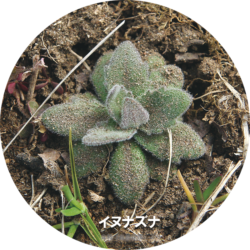 イヌナズナのロゼットの写真