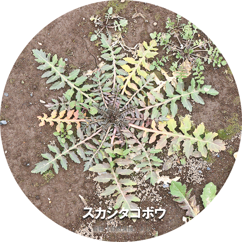 スカシタゴボウのロゼットの写真