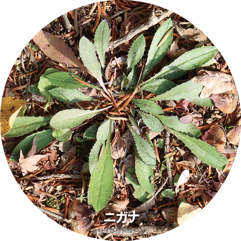 ニガナのロゼットの写真