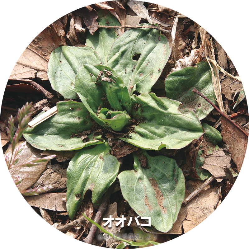 オオバコのロゼットの写真