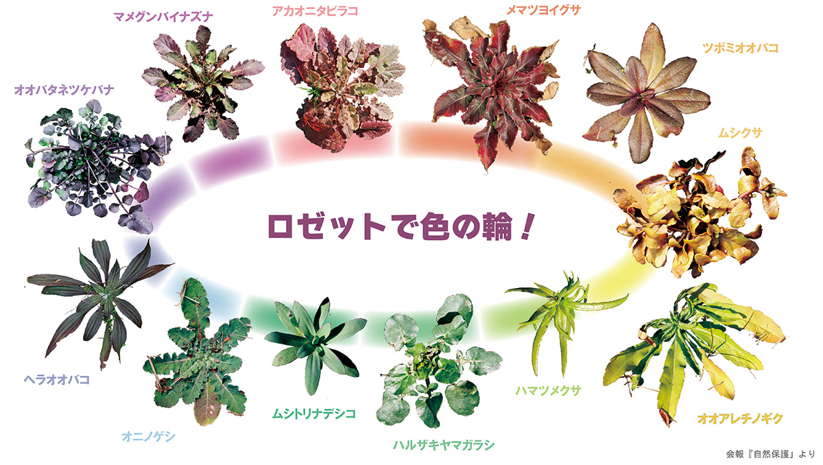 ロゼットを色で輪に並べた図