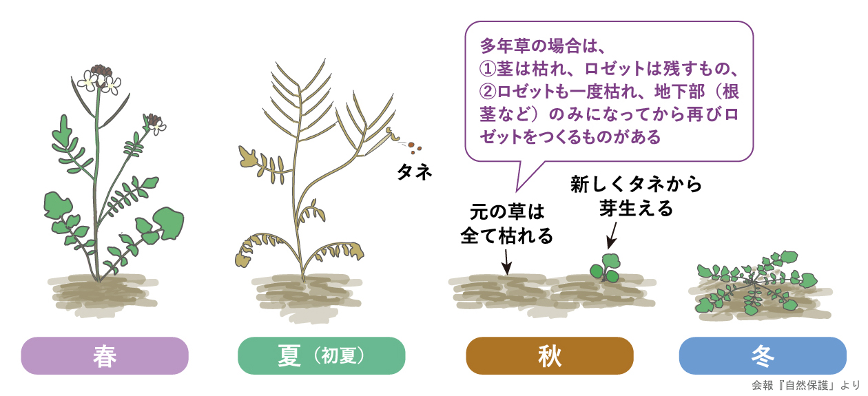 タネツケバナの生活史の図