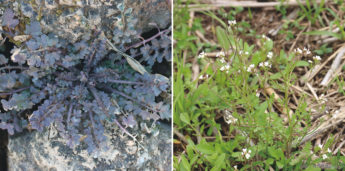 タネツケバナのロゼットと花の写真